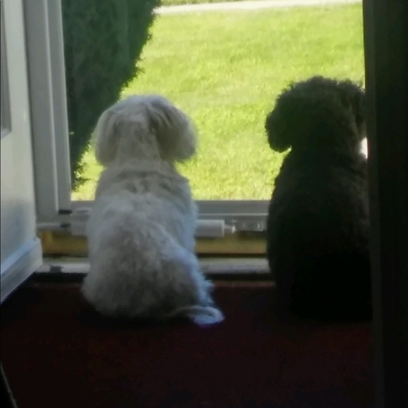 Meet your Posher, Ruthie - Picture 1 of 1